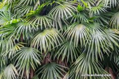 棕竹怎么养才长得好