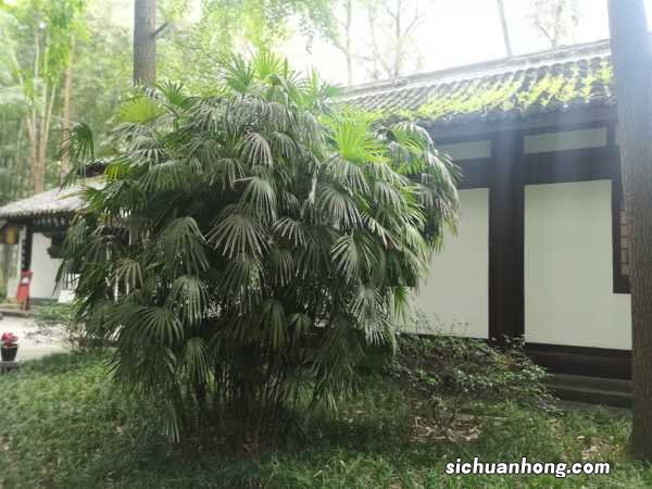 棕竹怎么养才长得好