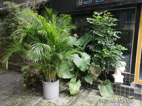 散尾葵的养殖方法