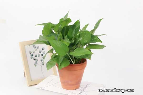 新栽绿萝多久浇一次水