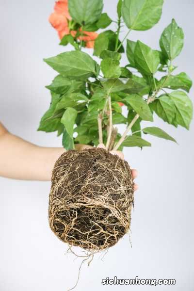 扦插方法图解 扶桑花怎么扦插