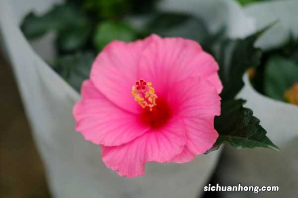 扦插方法图解 扶桑花怎么扦插