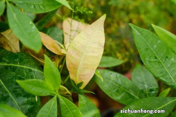 发财树怎么养家庭养法