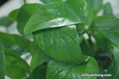 啤酒浇绿萝用兑水吗