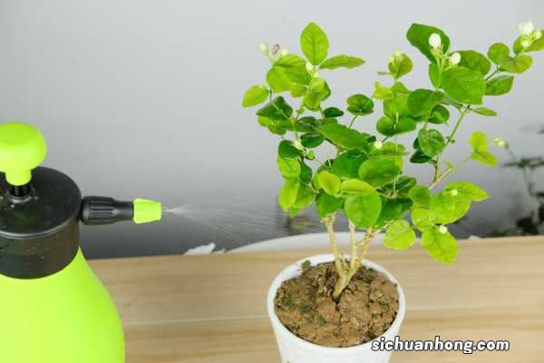 茉莉扦插多久可以生根