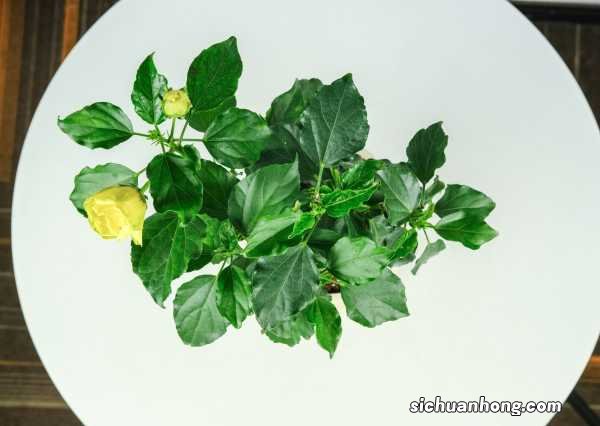 扶桑的水培扦插方法,怎么生根快