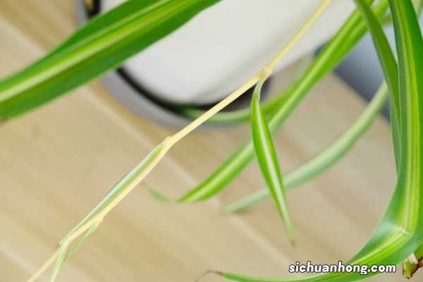 水培吊兰自制营养液