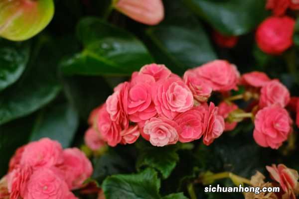 丽格海棠怎样扦插繁殖,学会一招快速生根!