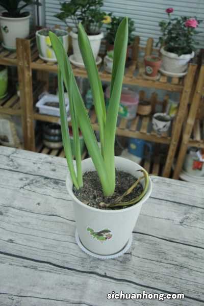 风信子怎么水培，能开几次花