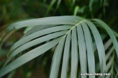 散尾葵叶子怎么修剪，修剪叶子会死吗