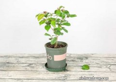 刚买回来的茶花怎么养