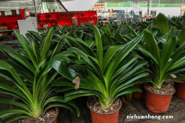 君子兰怎么养才能茂盛