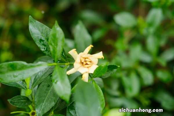 栀子一年可以开几次花