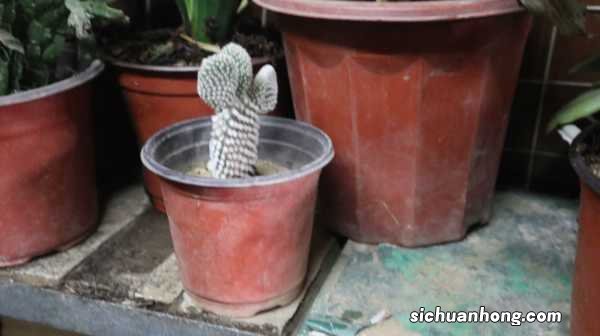 仙人掌多久开花一次