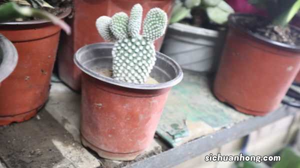 仙人掌多久开花一次