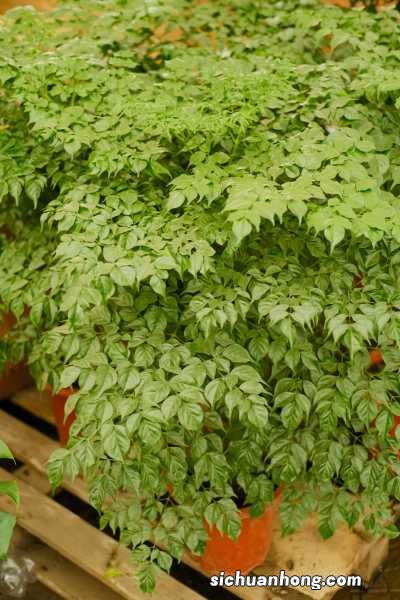 怎么让幸福树爆新芽