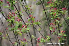 盆栽海棠花的养殖方法