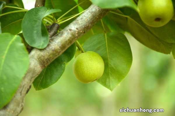 盆栽海棠花的养殖方法