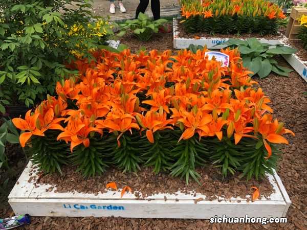 百合花的花期有多长