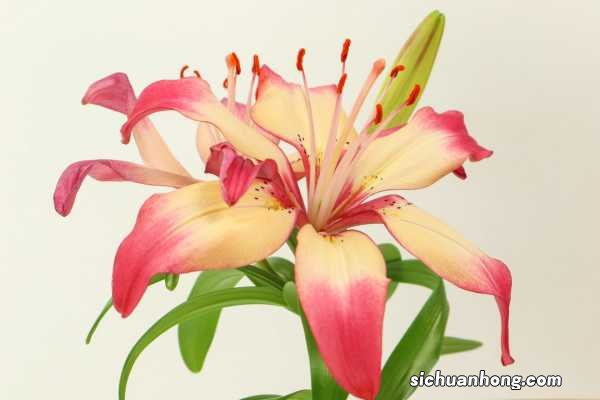 百合花的花期有多长