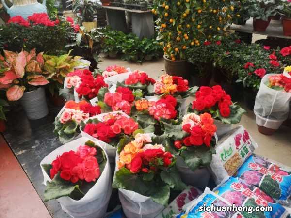 丽格海棠的养殖方法