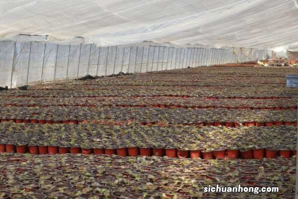 四季海棠花的养殖方法