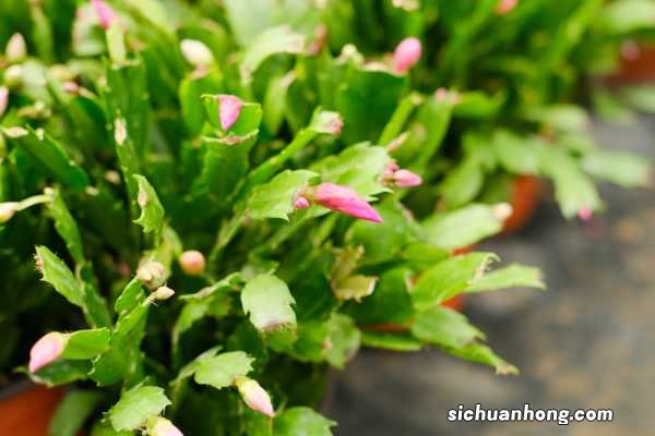 蟹爪兰怎么扦插