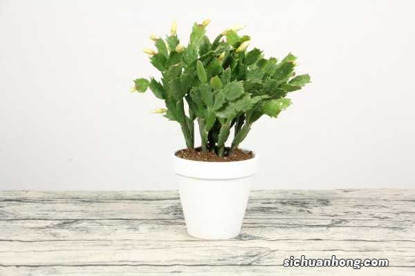 蟹爪兰怎么扦插