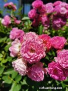 刚柔并济，花仙子—蔷薇花