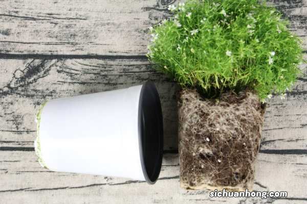 满天星买来后怎么保存的久，要水养吗