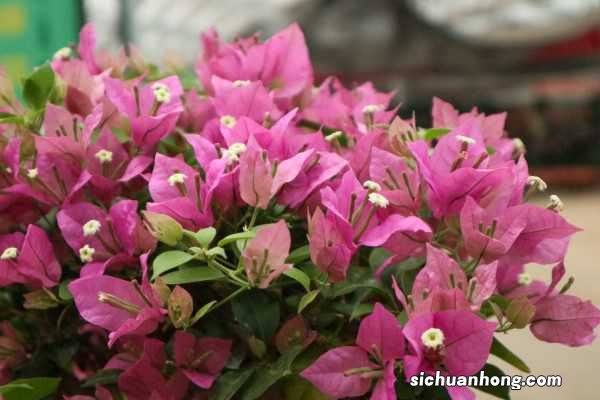 三角梅叶子蔫、发黄、掉落的原因和解决办法