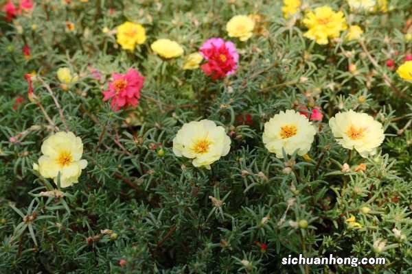 死不了的太阳花,掐个枝把脸盆都撑爆,10个品种你都没见过!