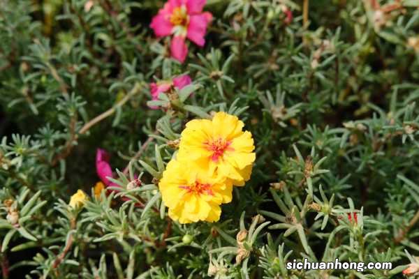 死不了的太阳花,掐个枝把脸盆都撑爆,10个品种你都没见过!