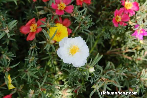 死不了的太阳花,掐个枝把脸盆都撑爆,10个品种你都没见过!