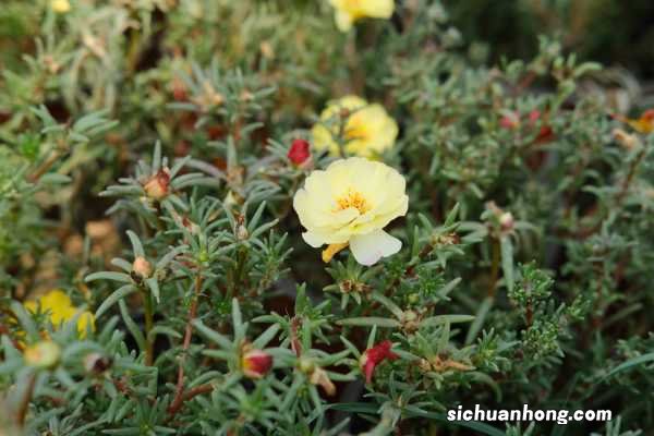 死不了的太阳花,掐个枝把脸盆都撑爆,10个品种你都没见过!