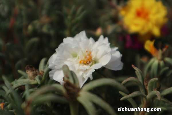 死不了的太阳花,掐个枝把脸盆都撑爆,10个品种你都没见过!