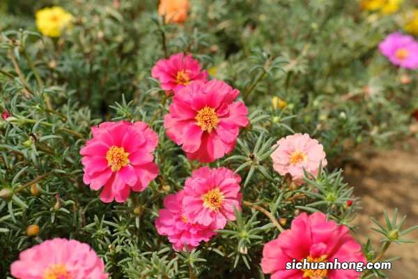 死不了的太阳花,掐个枝把脸盆都撑爆,10个品种你都没见过!