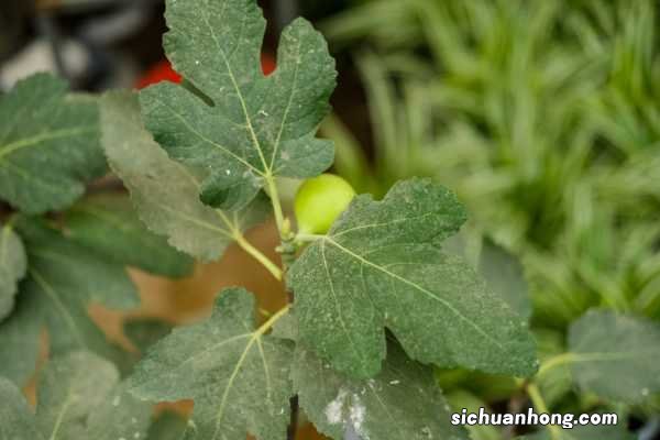 无花果水培多久生根