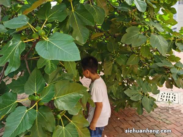 无花果快速生根法:水培诱导生根快!