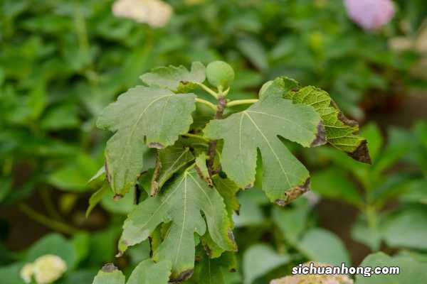 附扦插方法 无花果什么季节扦插最好