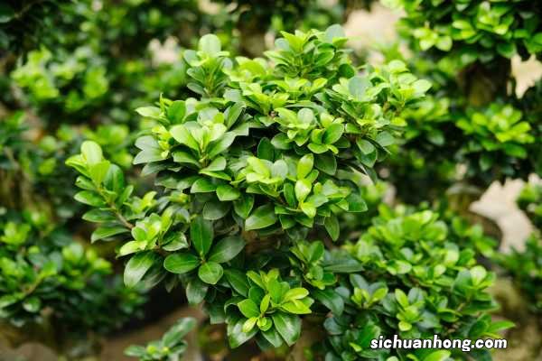 附制作方法 哪些野生树桩可做盆景