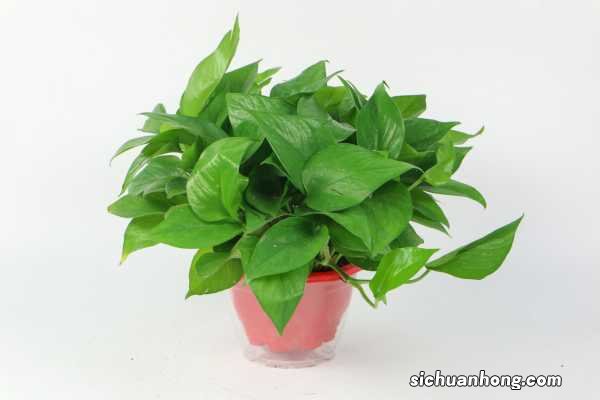 水培绿萝能用淘米水吗，淘米水浇花要发酵几天？