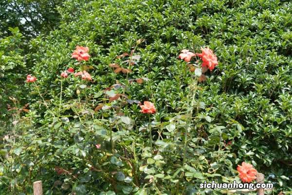 嫁接步骤图 月季花嫁接用啥砧木