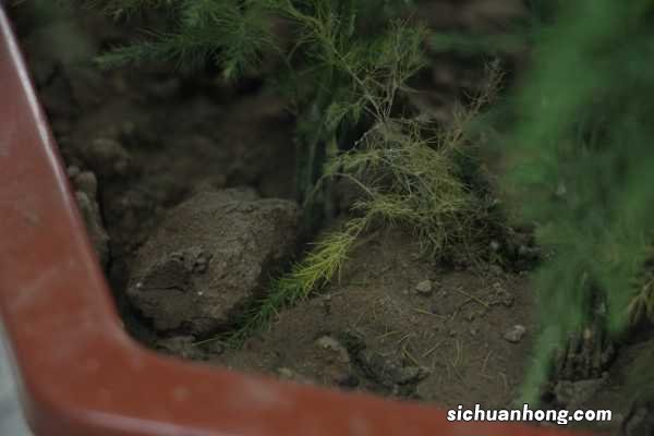 文竹与云竹哪个好养