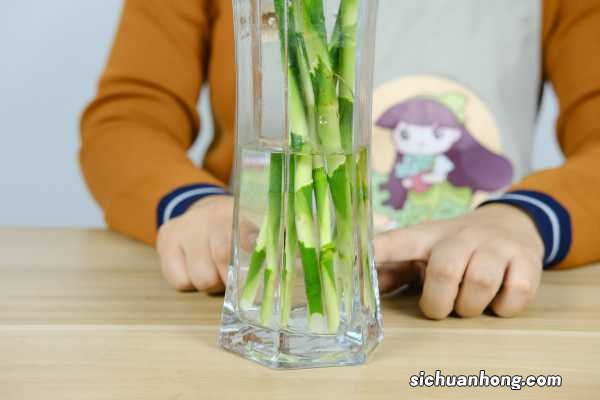 富贵竹怎么养才能更旺盛