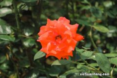 秋季如何给月季浇水