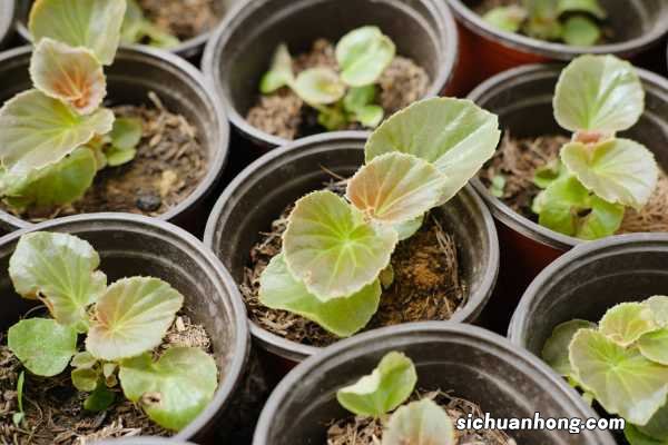 如何判断盆栽四季海棠该浇水了