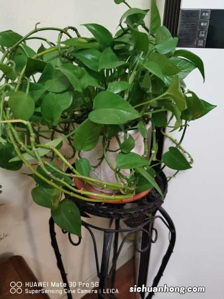 绿萝的气生根是什么,可以剪吗