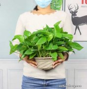 土培绿萝烂根如何消毒