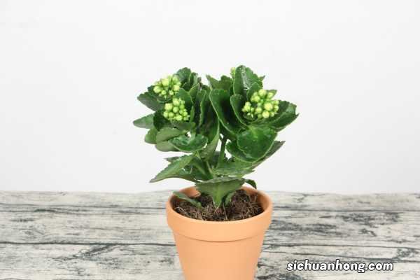 长寿花什么时候开花